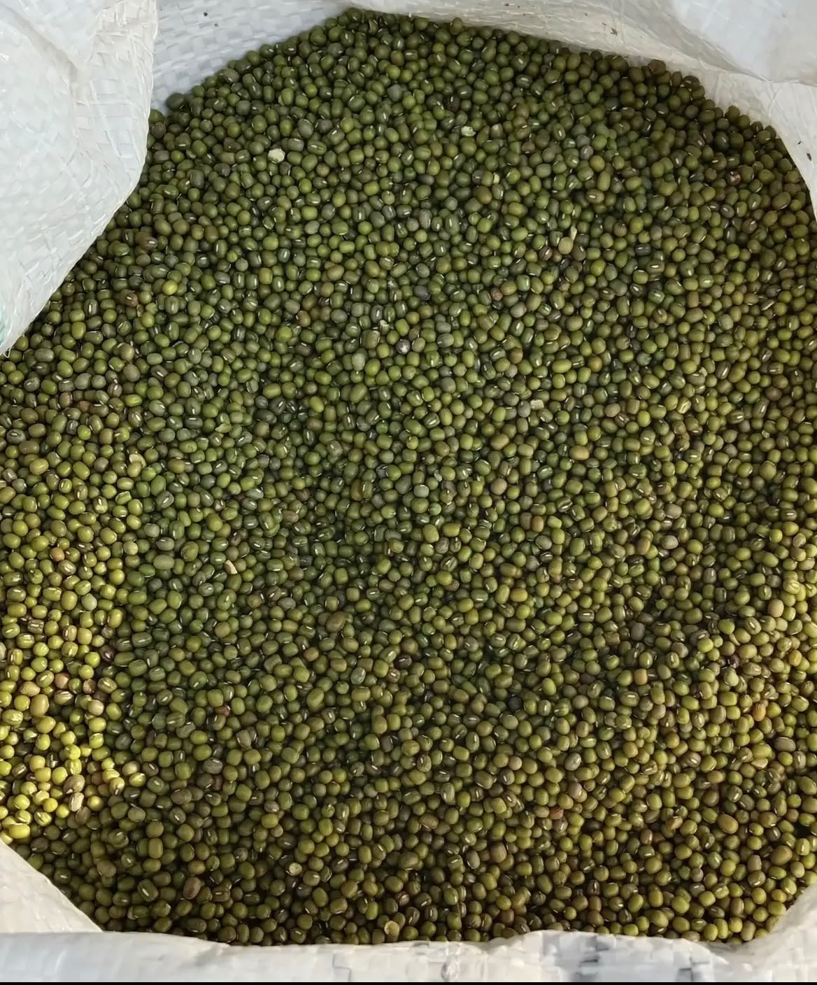 Kapok Processing 10